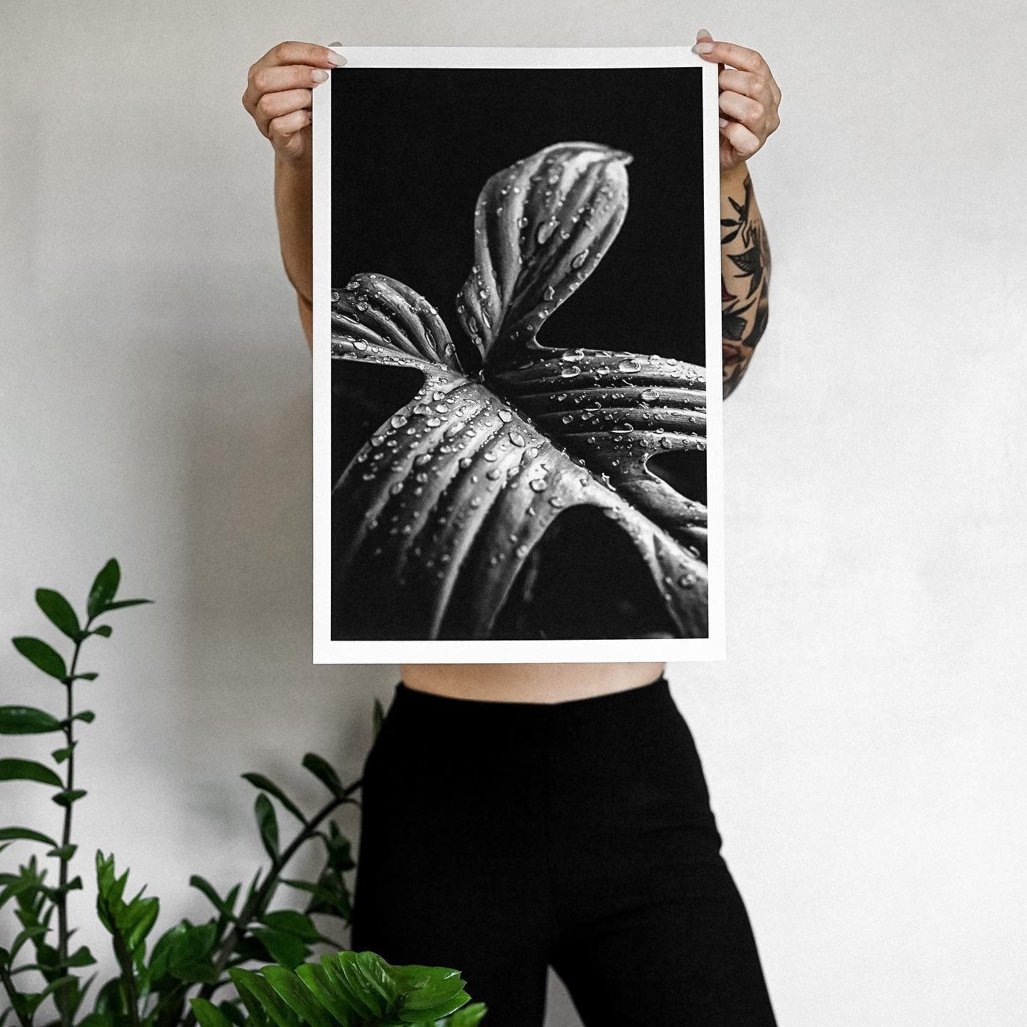 "Philodendron Florida Ghost"