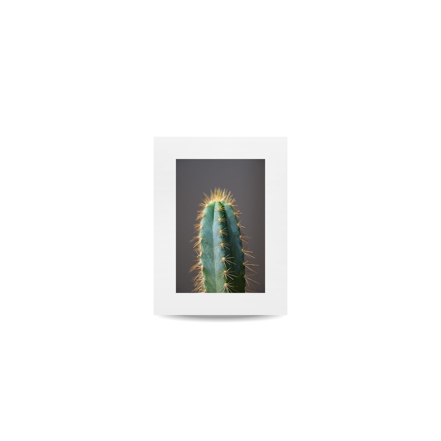 "Pilosocereus Pachycladus"