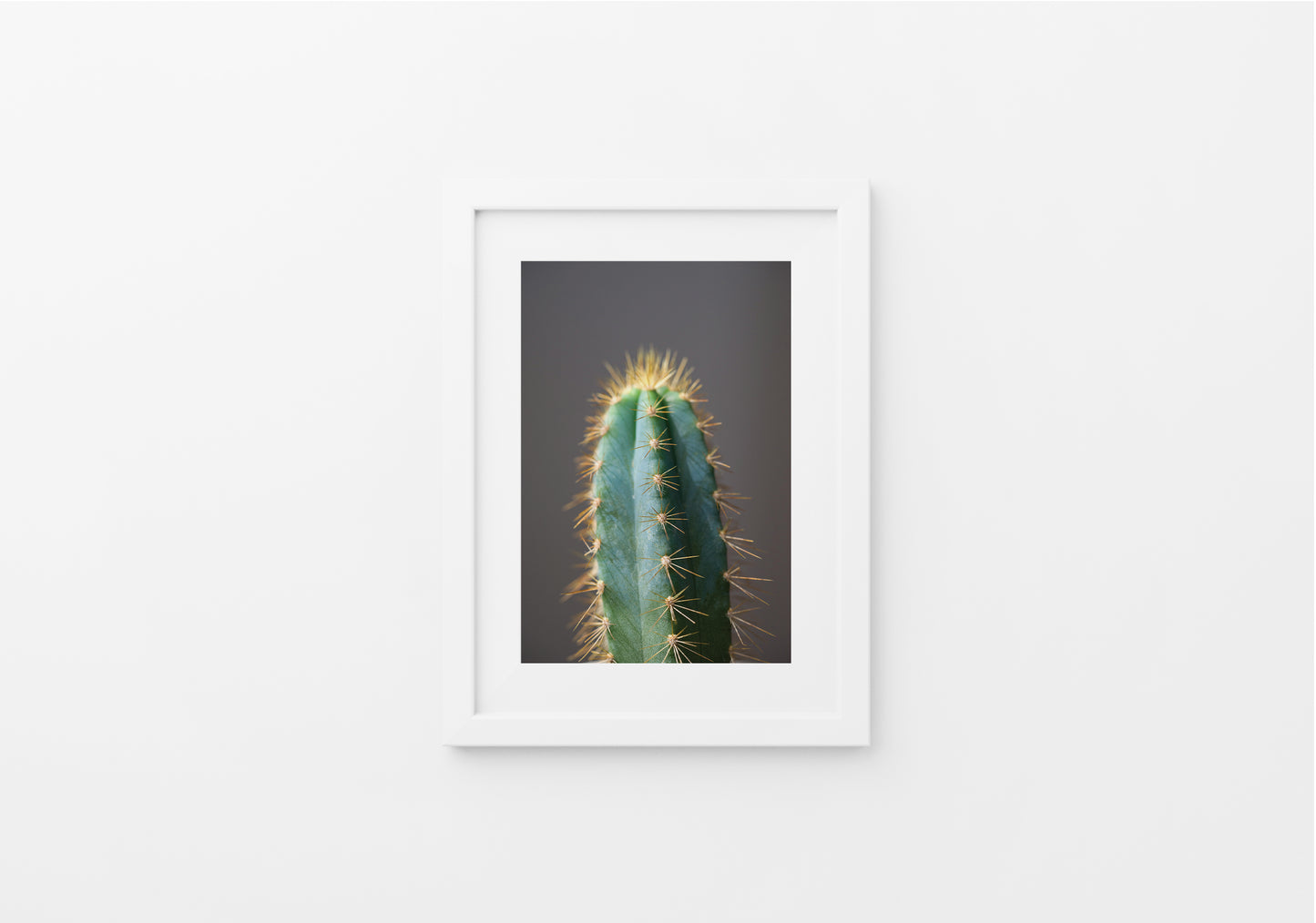 "Pilosocereus Pachycladus"