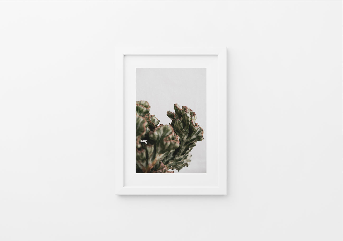 "Euphorbia Lactea Cristata"