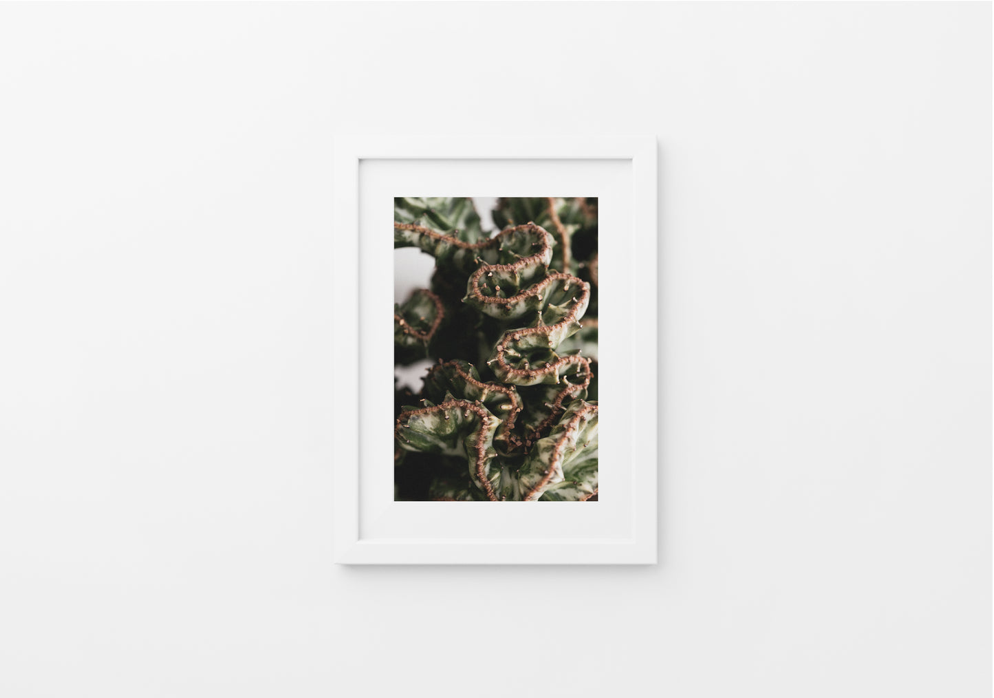 "Euphorbia Lactea Cristata II"