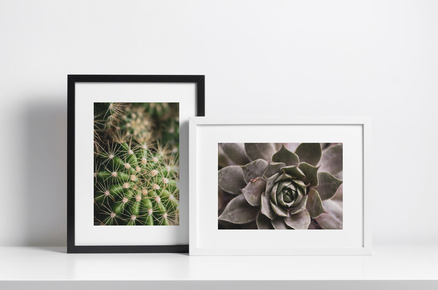 "Sempervivum Tectorum"