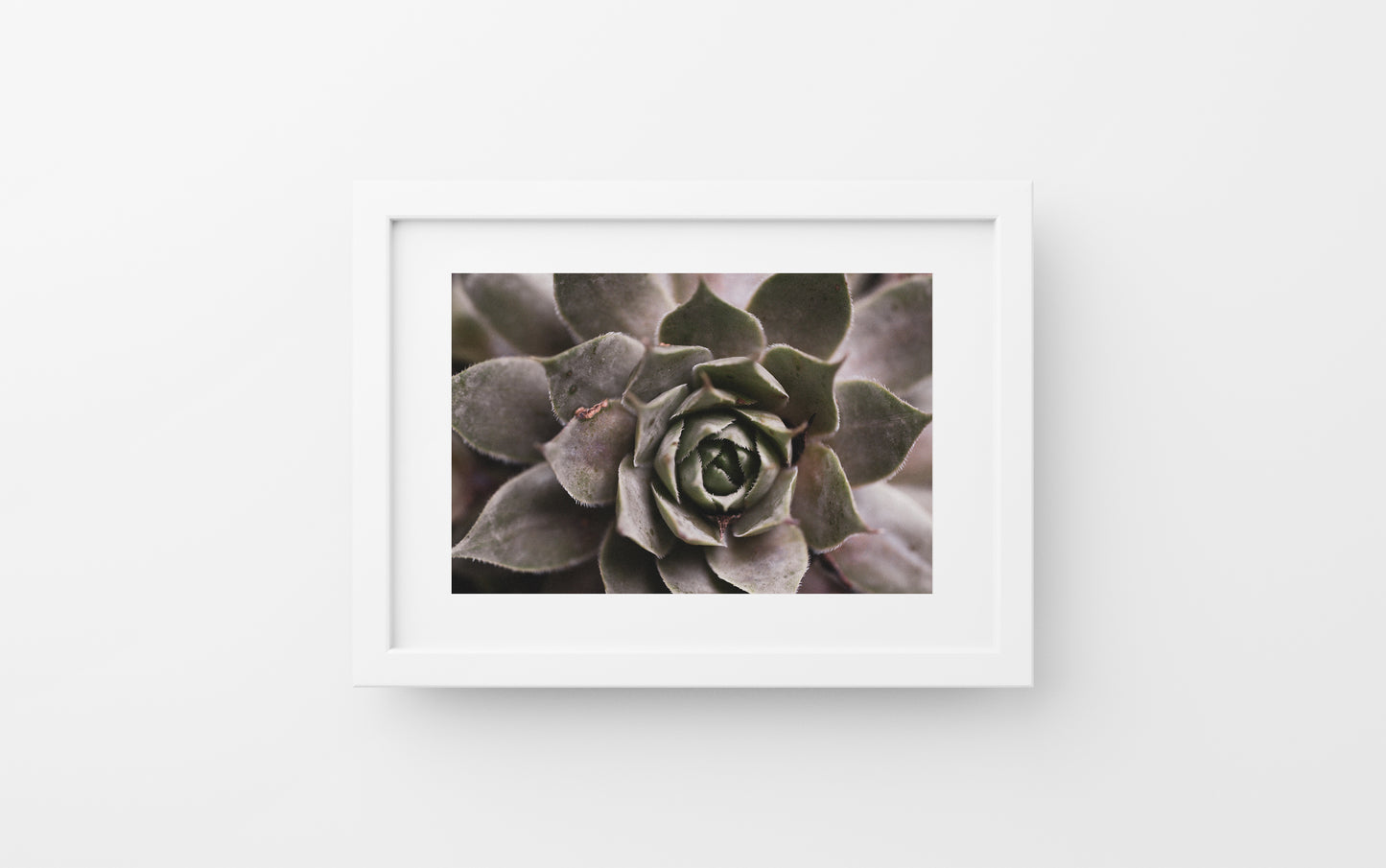 "Sempervivum Tectorum"