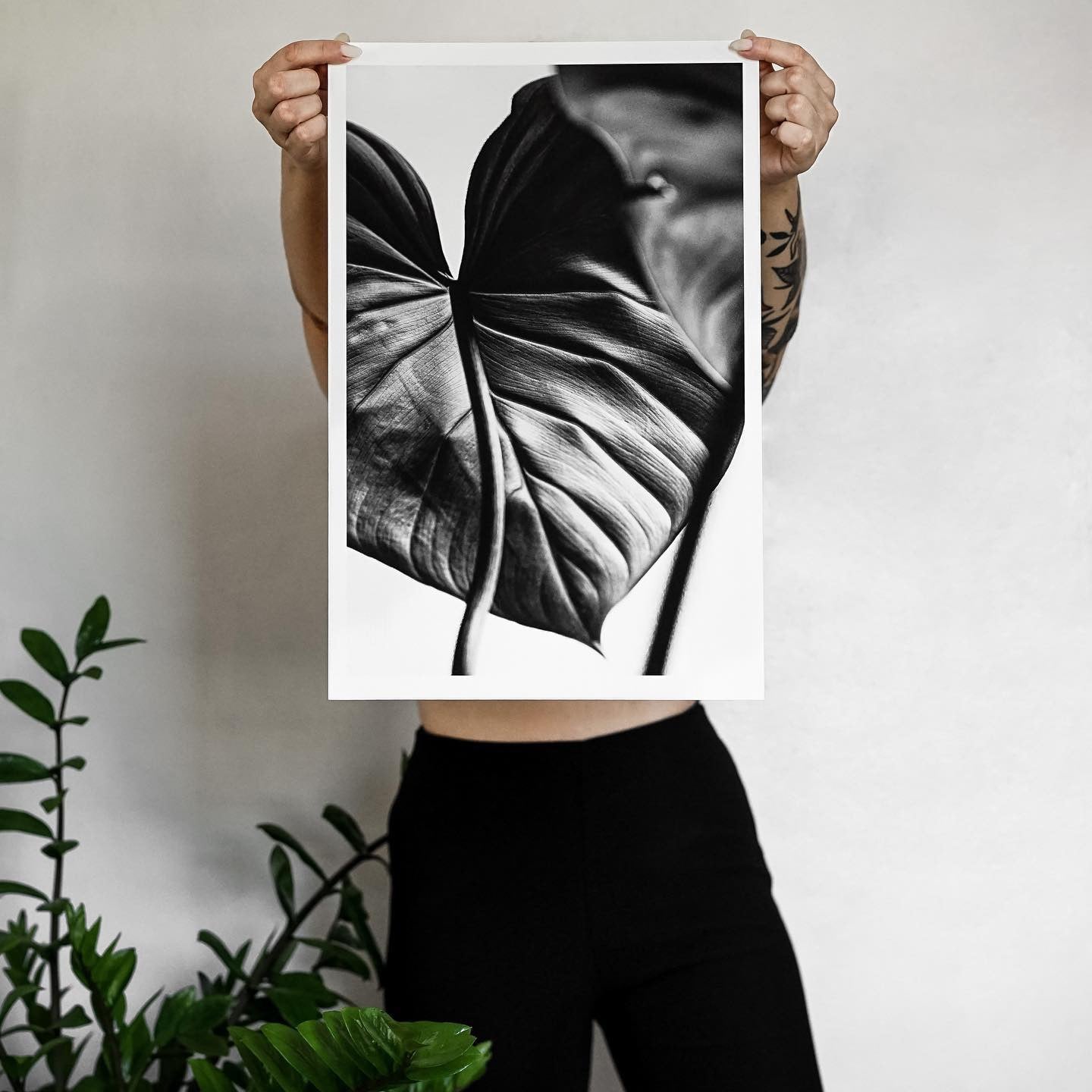 "Philodendron Gloriosum"